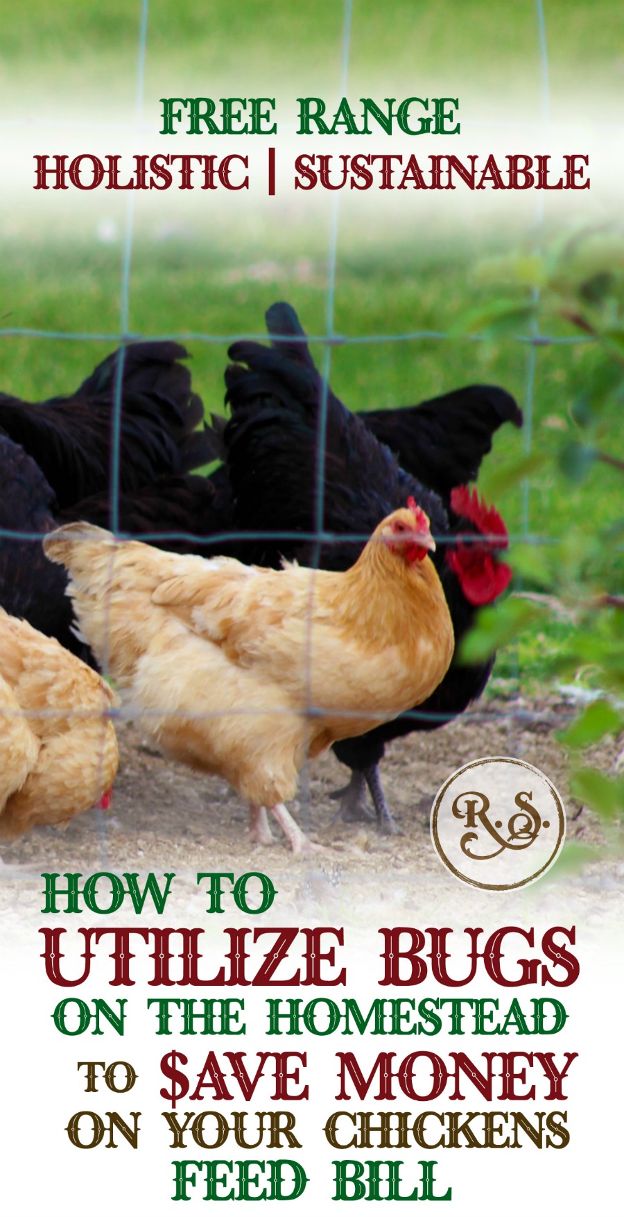 Manage your chickens to eat bugs around your homestead and save money on their feed bill. Small changes are how you get raise sustainable chickens. Your backyard chickens will love the freedom too.