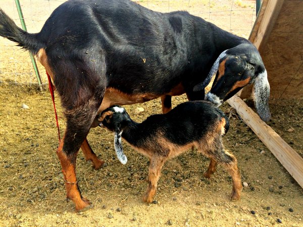 Our first goat kidding season was full of new challenges. I did lots of reading up on taking care of baby goats...and the kidding process. I was ready! But something I wasn’t expecting happened.