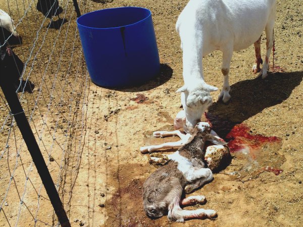 Our first goat kidding season was full of new challenges. I did lots of reading up on taking care of baby goats...and the kidding process. I was ready! But something I wasn’t expecting happened.