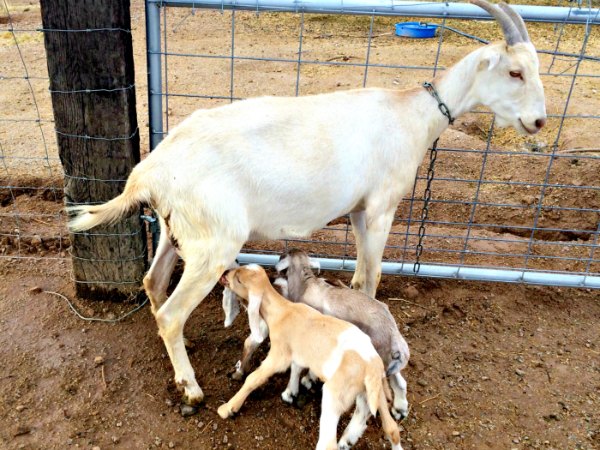 Our first goat kidding season was full of new challenges. I did lots of reading up on taking care of baby goats...and the kidding process. I was ready! But something I wasn’t expecting happened.