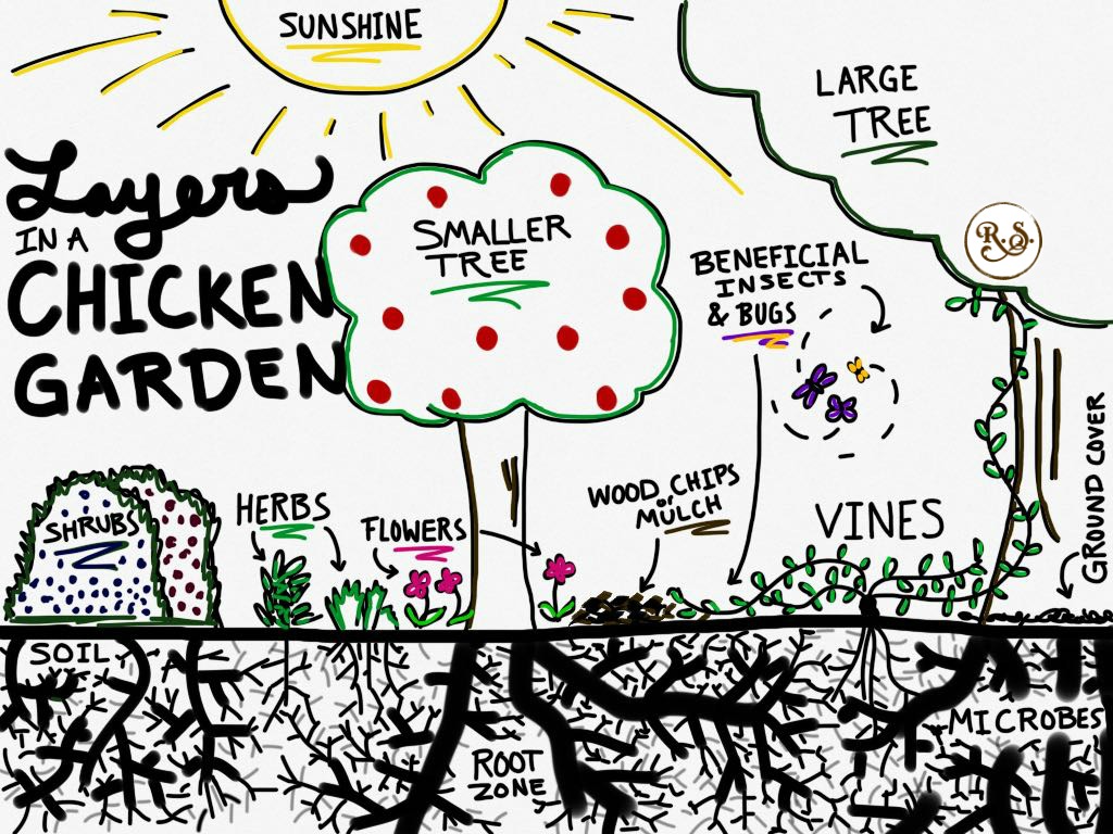 Grow a sustainable garden for your backyard chickens to save money on their feed bill. Plant herbs, shrubs and trees for a holistic, permaculture homestead. Great DIY ideas for beginners and beyond.