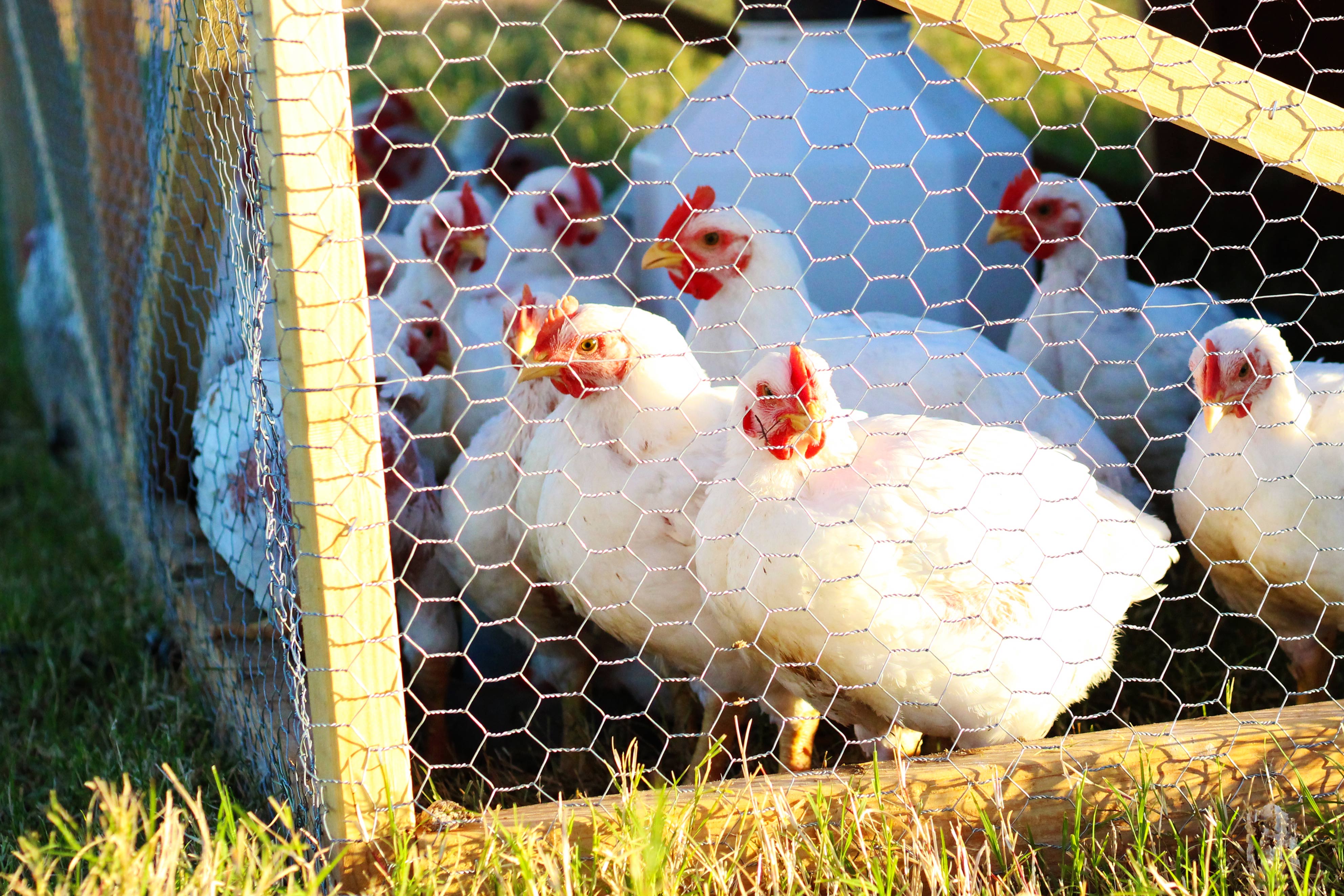 Get your best meat chickens chart! 12 meat chicken breeds which are great for raising on your homestead. Heritage and cross-bred broilers are compared. An instant download you can print out now.