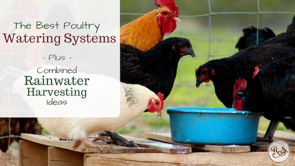 The best DIY poultry watering systems for your chickens. We'll see different poultry waterers and why some are better than others. Then we'll cover rainwater harvesting systems for your flock.