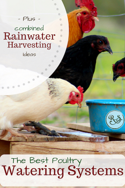 The best DIY poultry watering systems for your chickens. We'll see different poultry waterers and why some are better than others. Then we'll cover rainwater harvesting systems for your flock.