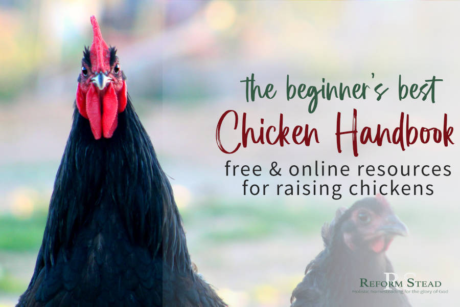 raising chickens handbook