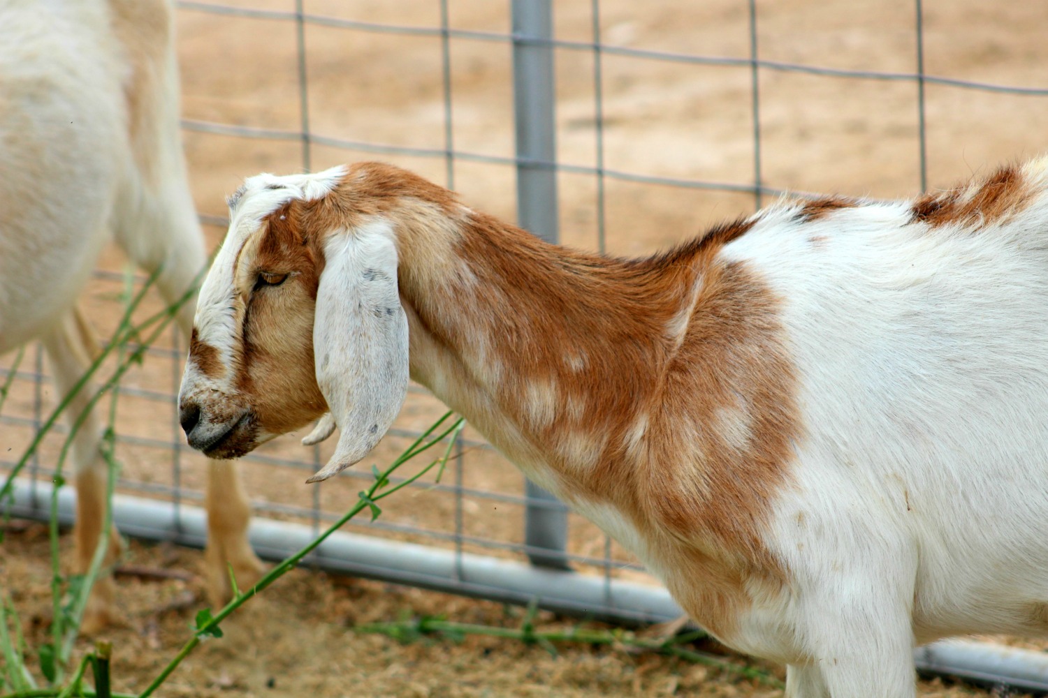 Natural Remedies A Sick Goat