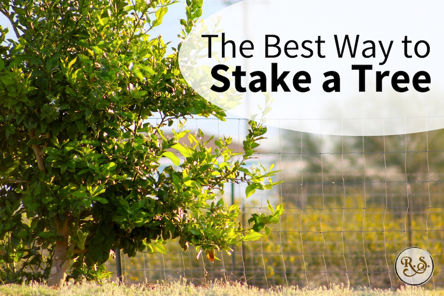 There are lots of ways to stake a tree, but do you know the best way? Learn how to stake your tree the right way today. #gardening #staketree #orchard #homesteading