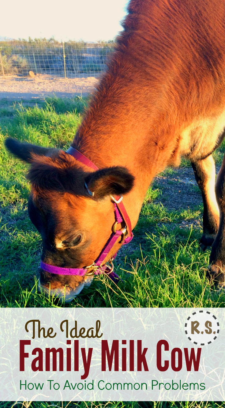 Are you trying to decide where to get a family milk cow? This article will help save you from some of the major problems most families have when they are first getting started with their own milk cow.