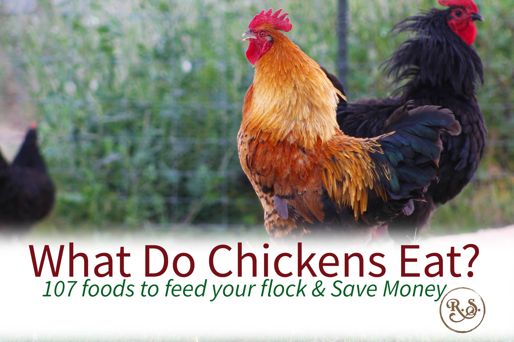 What do chickens eat? Here is your guide to feeding chickens. With 107 kinds of food to feed your backyard hens and roosters. Perfect DIY list of ideas to have for beginners.