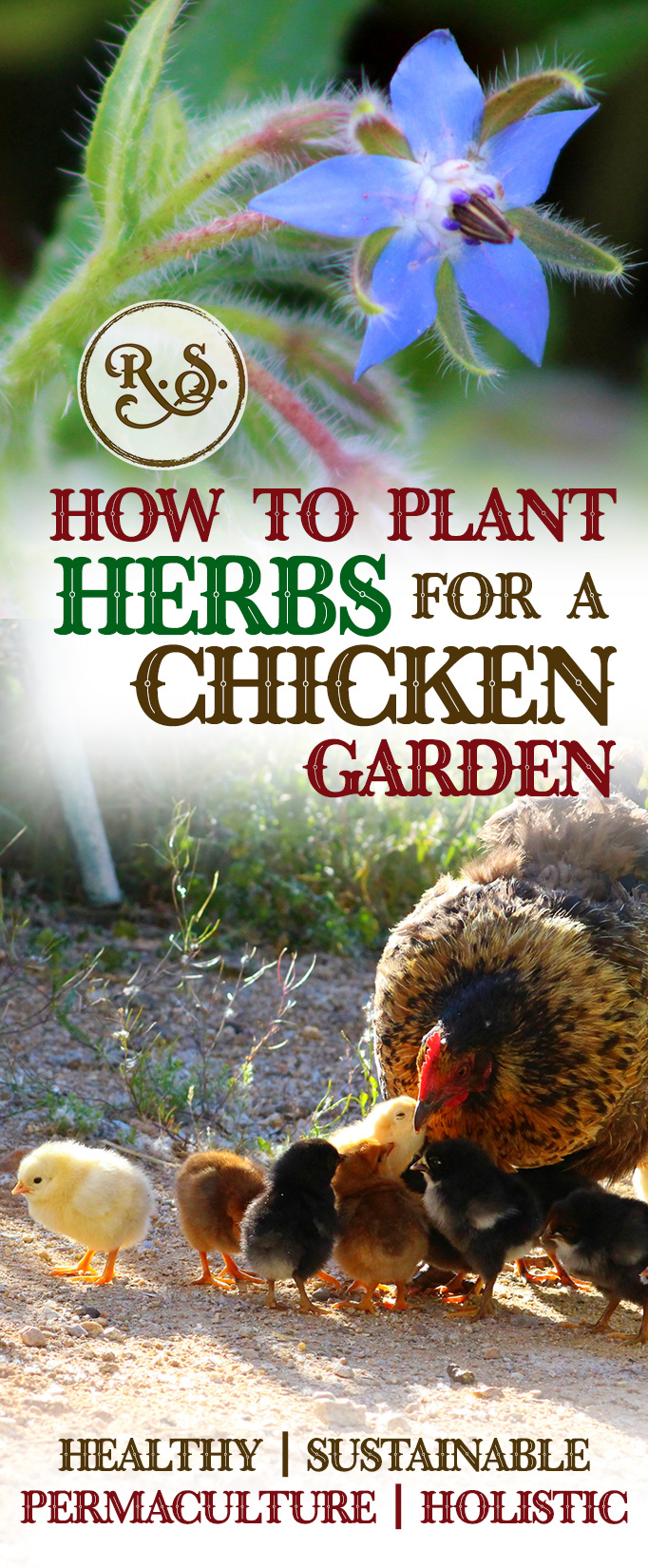 Grow herbs in your sustainable garden for your backyard chickens to save money. Natural health for your chickens—permaculture style. Great DIY herbal health ideas for your hens.