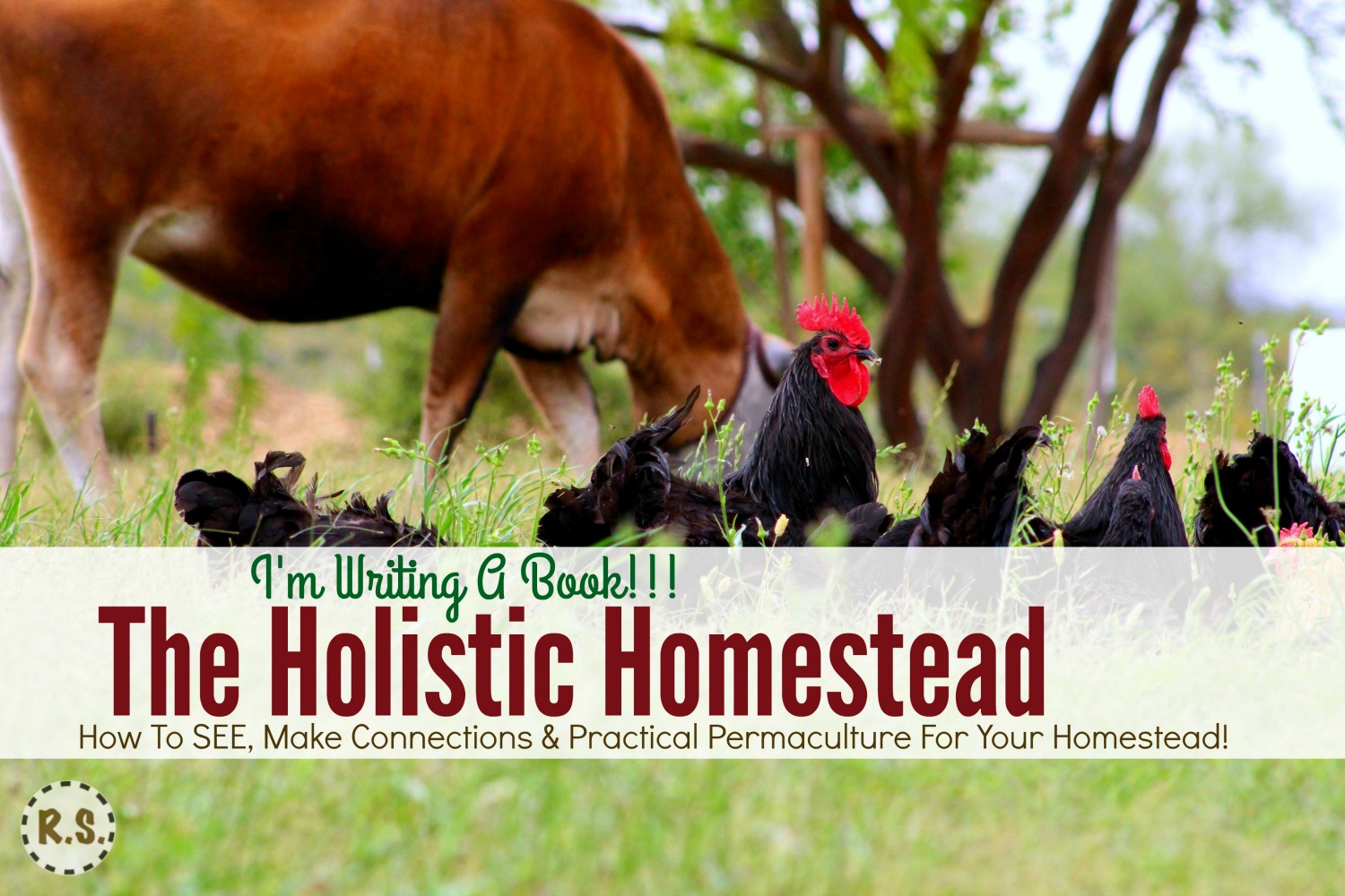 I’m writing a book!!! The Holistic Homestead. This book is designed so you SEE your homestead as a orderly system. Instead of aimlessness, it’s how-to homestead with purpose!