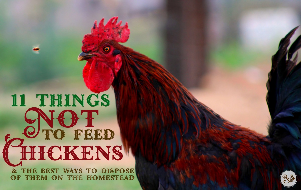 Feeding & raising backyard chickens is easy, but you need to know which foods NOT to feed chickens. After you learn what they can’t eat, we’ll learn the best way you can resourcefully dispose of them.