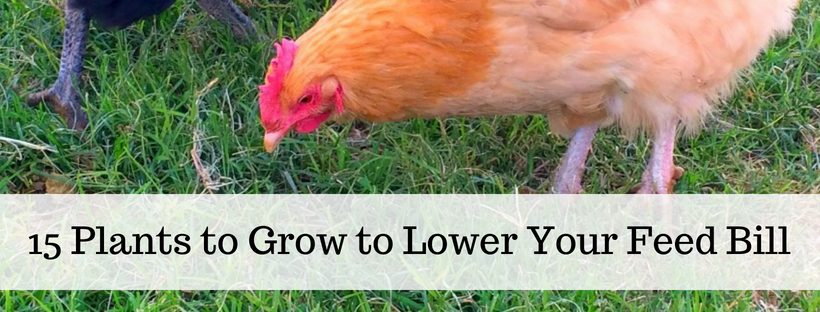 Here's your free, online handbook for raising chickens. A guide to saving money, growing feed, health, coops, tractors, frugal ideas and more!