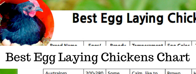 Here's your free, online handbook for raising chickens. A guide to saving money, growing feed, health, coops, tractors, frugal ideas and more!