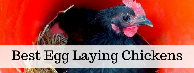 Here's your free, online handbook for raising chickens. A guide to saving money, growing feed, health, coops, tractors, frugal ideas and more!
