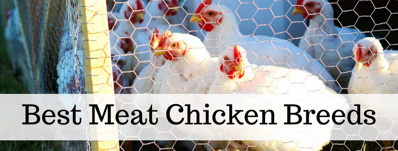 Here's your free, online handbook for raising chickens. A guide to saving money, growing feed, health, coops, tractors, frugal ideas and more!