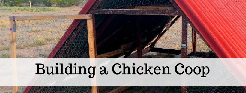 Here's your free, online handbook for raising chickens. A guide to saving money, growing feed, health, coops, tractors, frugal ideas and more!