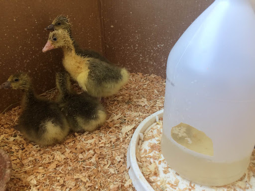 Raising geese starts with baby goslings. Learn how to set up a brooder and get your geese off to a healthy start—for beginners.