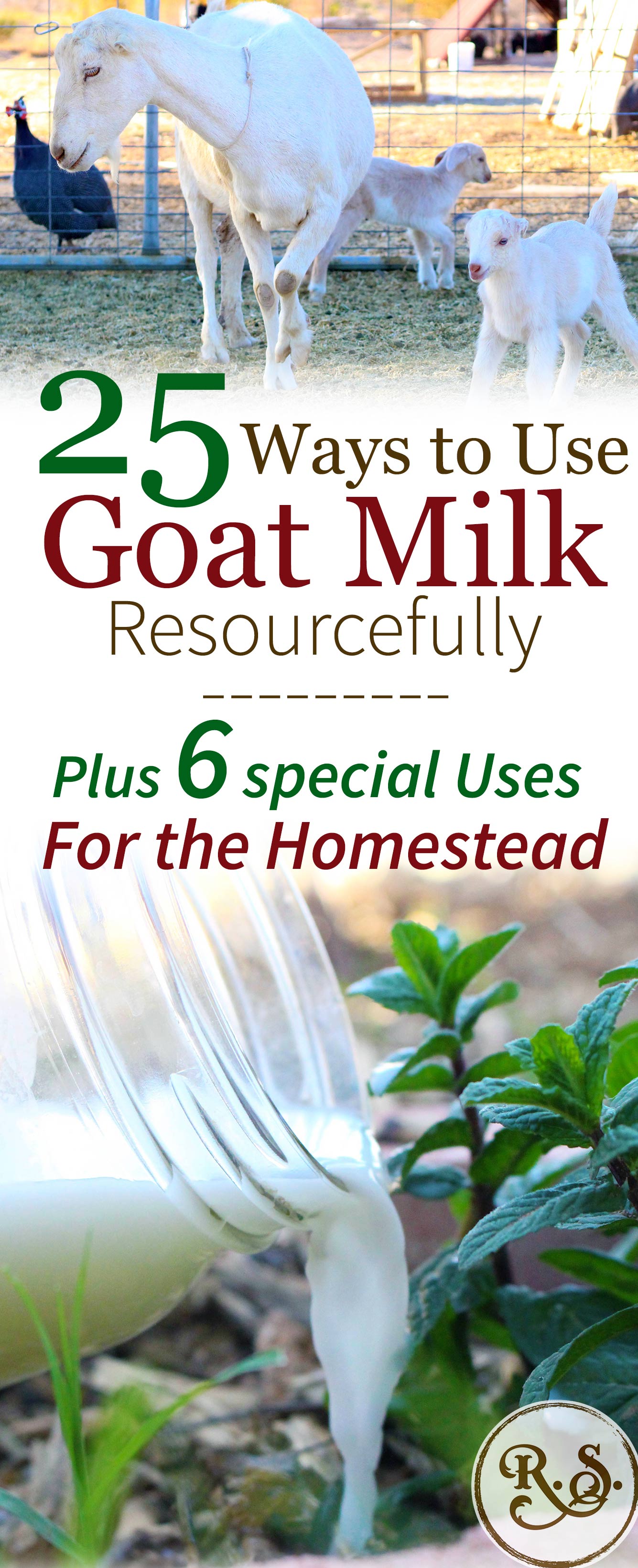 Dairy goat milk is a wonderful resource on the homestead. Once you start milking goats you’ll have times when you have way more milk than your family can drink!