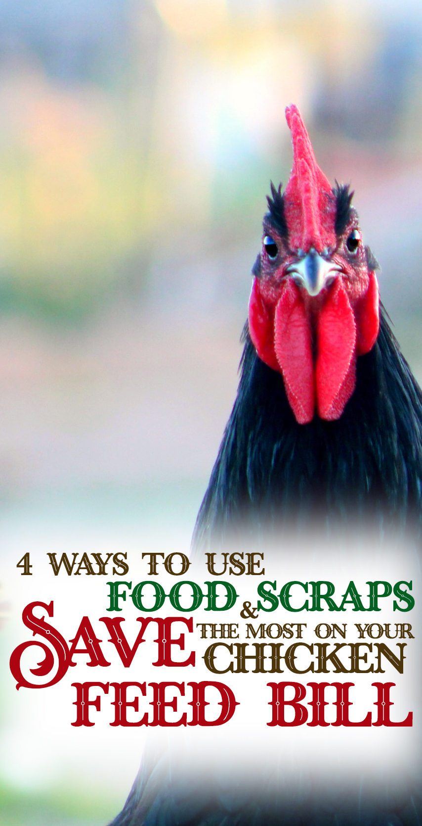 Learn how you can save more money on your chickens’ feed bill by feeding them your food scraps. Beyond the basic & holistic ways you can use your kitchen scraps. For those who like sustainable & DIY.