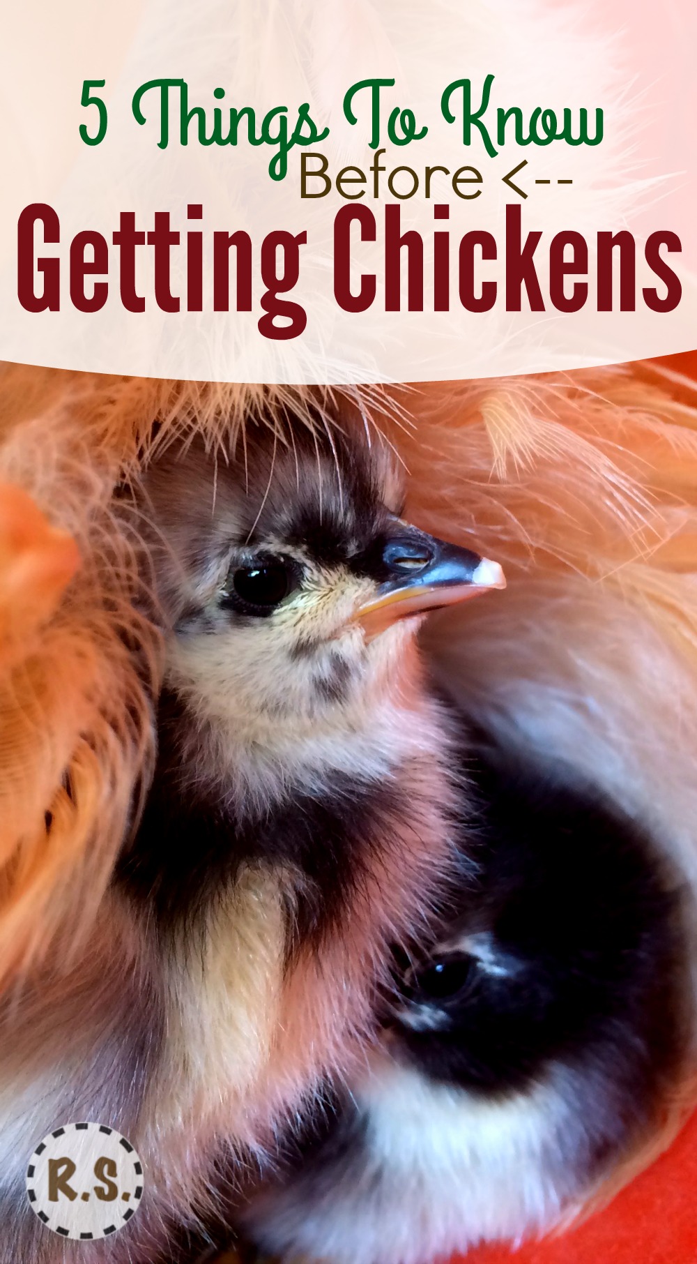 Ready to raise chickens! You’ll need to decide where to get them. You can get chicks from your local feed store, order them, or get them from a local breeder. Find the best place to buy your chicks.