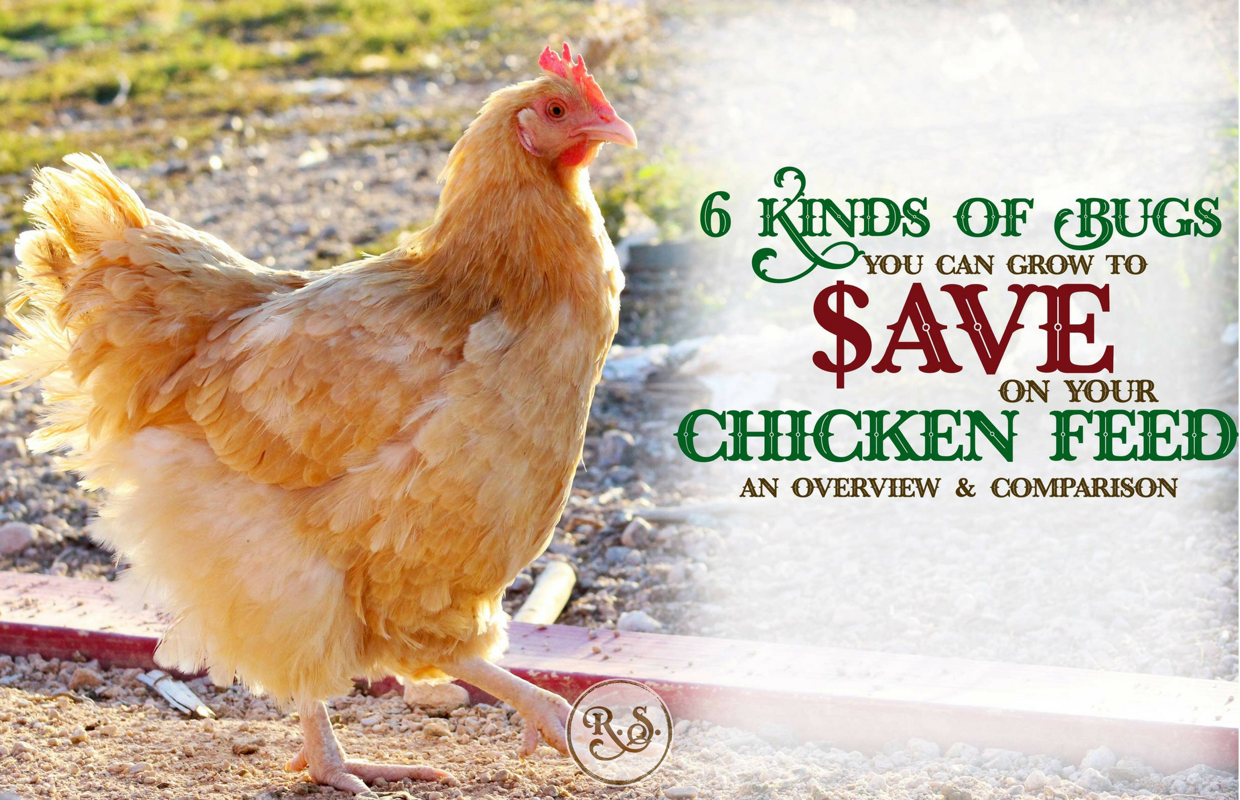 Cut your chicken feed bill by growing bugs. Here’s an overview to help you decide which bugs are best for your chickens. Be more self-sufficient by raising your own chicken food.
