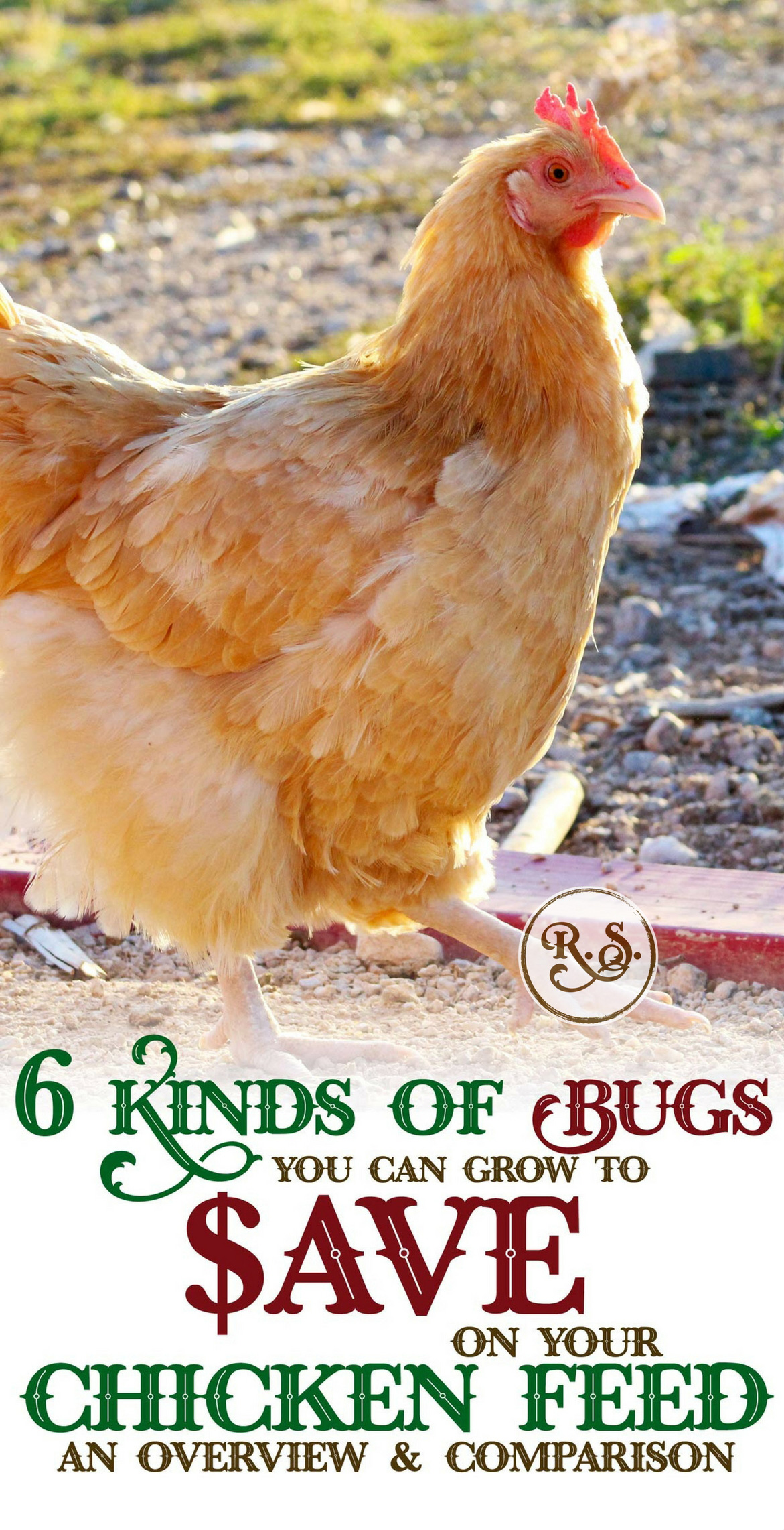 Cut your chicken feed bill by growing bugs. Here’s an overview to help you decide which bugs are best for your chickens. Be more self-sufficient by raising your own chicken food.