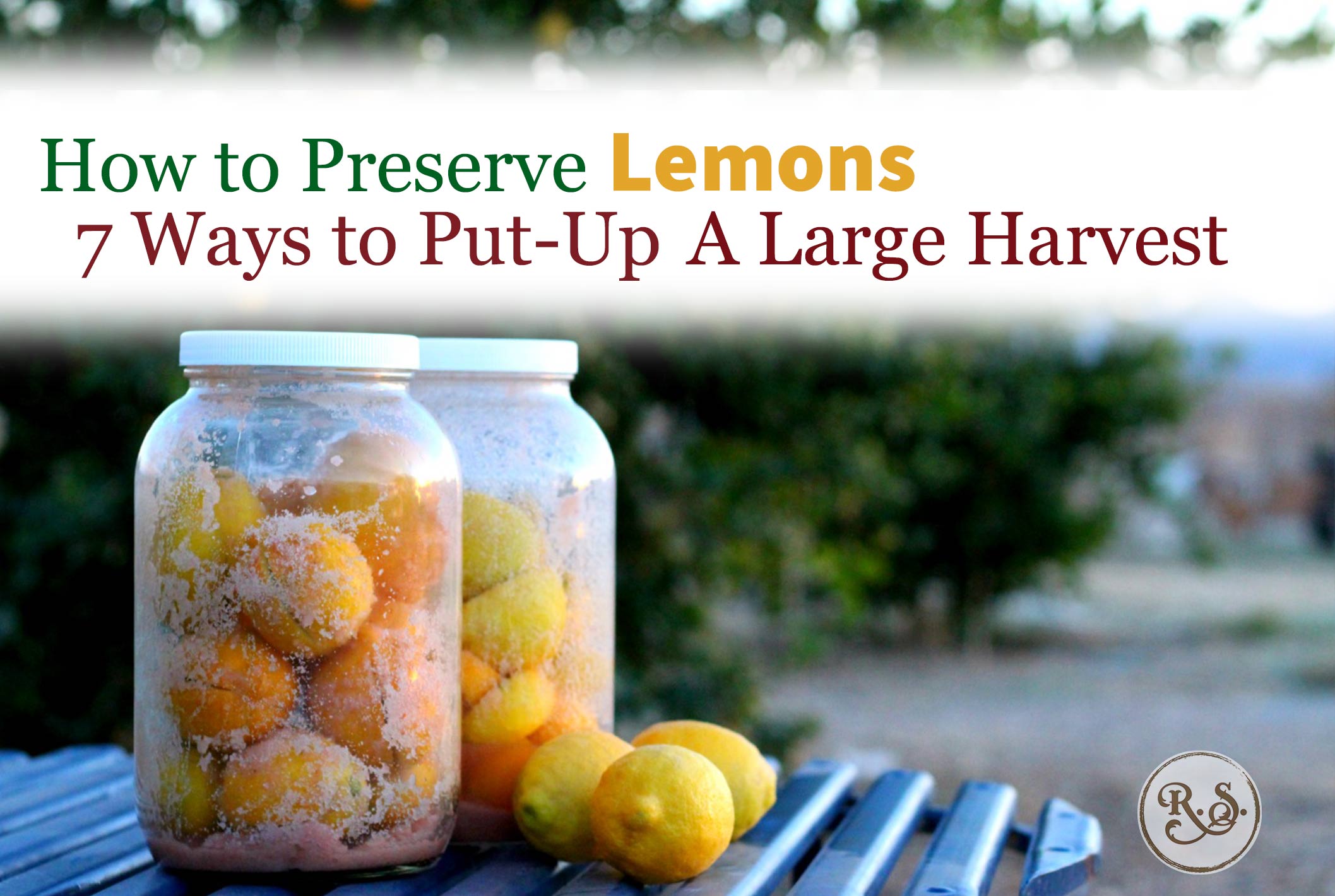 Learn how to preserve a large lemon harvest. You can ferment dehydrate, pack in salt, freeze, and more! Here are the 7 best ways and recipes I’ve found for putting up lemons for great uses later.