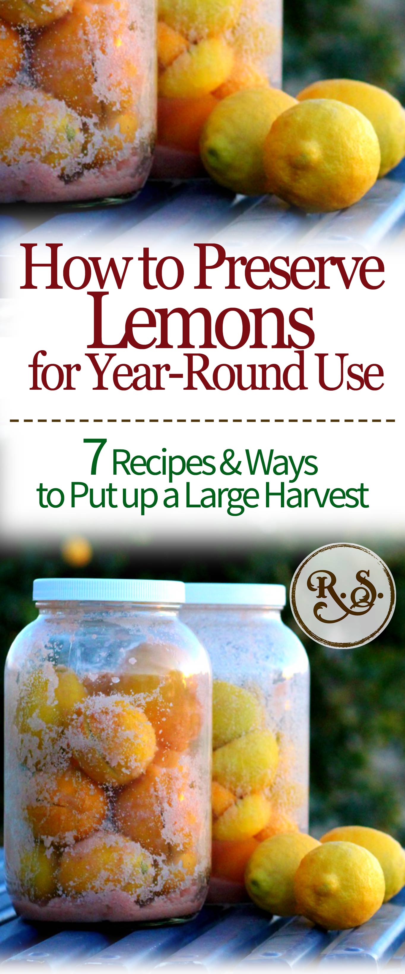 Learn how to preserve a large lemon harvest. You can ferment dehydrate, pack in salt, freeze, and more! Here are the 7 best ways and recipes I’ve found for putting up lemons for great uses later.