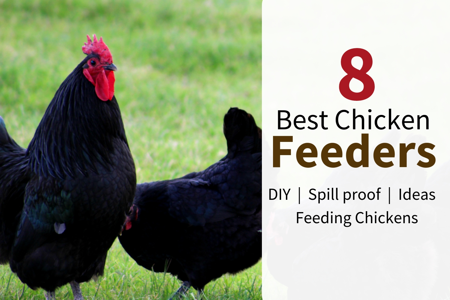 Feeding backyard chickens is always nicer with a custom DIY feeder. Check out these 8 best feeder ideas to build your perfect automatic chicken food feeder today! #backyardchickens #feeders #food