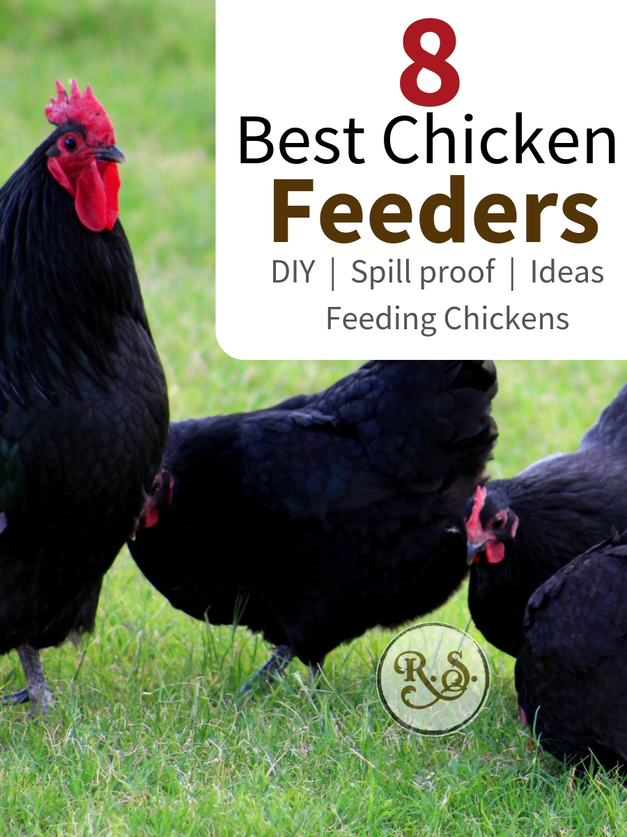 Feeding backyard chickens is always nicer with a custom DIY feeder. Check out these 8 best feeder ideas to build your perfect automatic chicken food feeder today! #backyardchickens #feeders #food