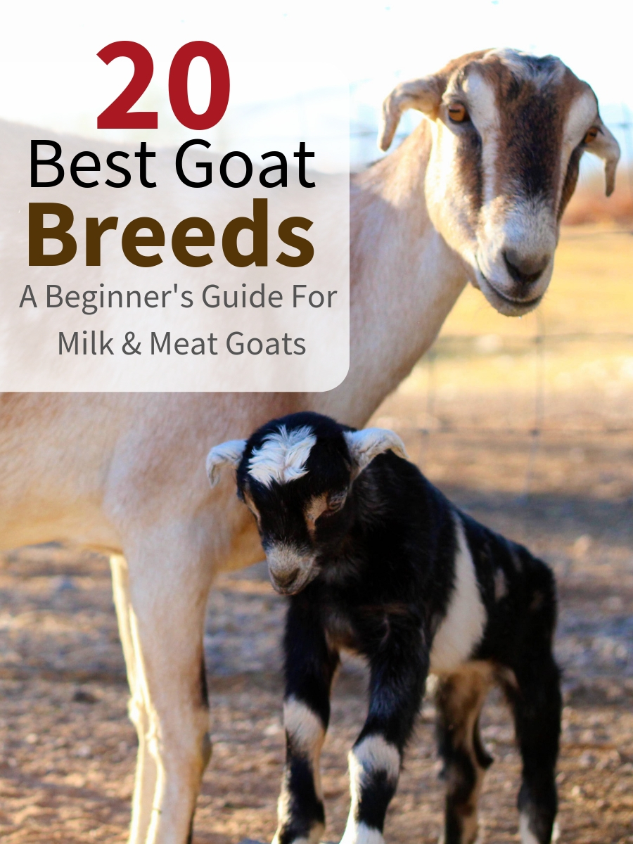 Get the best goat breed for your homestead and you’ll be set for years. Milk goats, meat goats and dual purposed goats are all compared in the following easy-to-use guide.