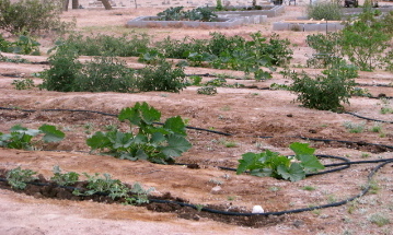 Arizona gardening calls for a permaculture garden design. Vegetable gardening in the desert can be hard, but with the right methods, we live in a great state!