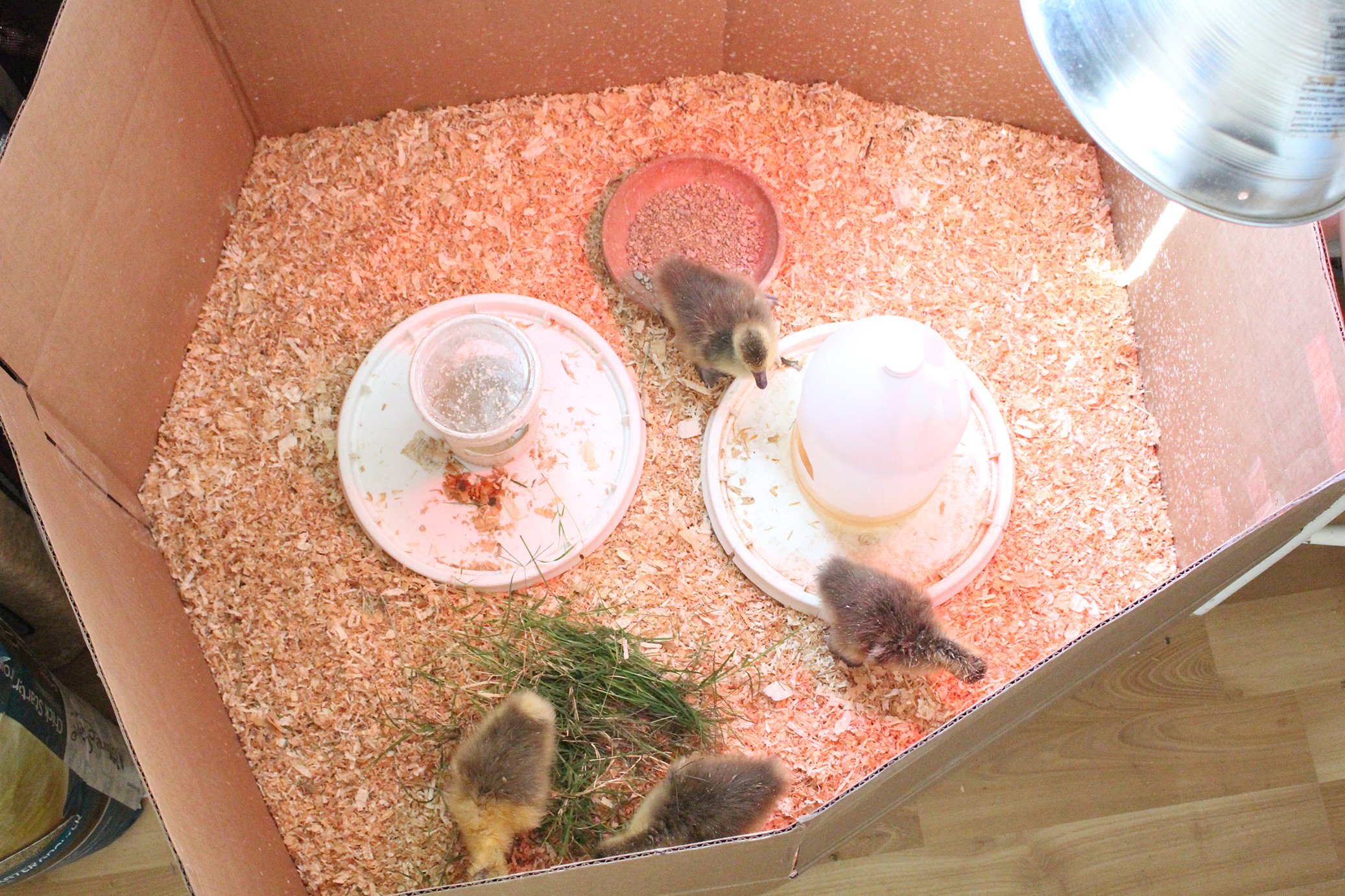 Raising geese starts with baby goslings. Learn how to set up a brooder and get your geese off to a healthy start—for beginners.