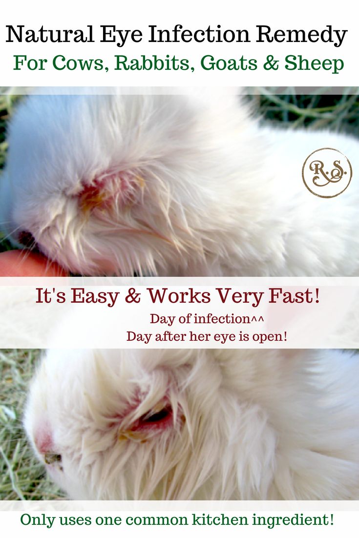 A natural eye infection remedy for your cow, rabbit, goat or sheep. It's a simple, easy and a very effective homestead remedy that I tried on our animals a while back. I've had great results!