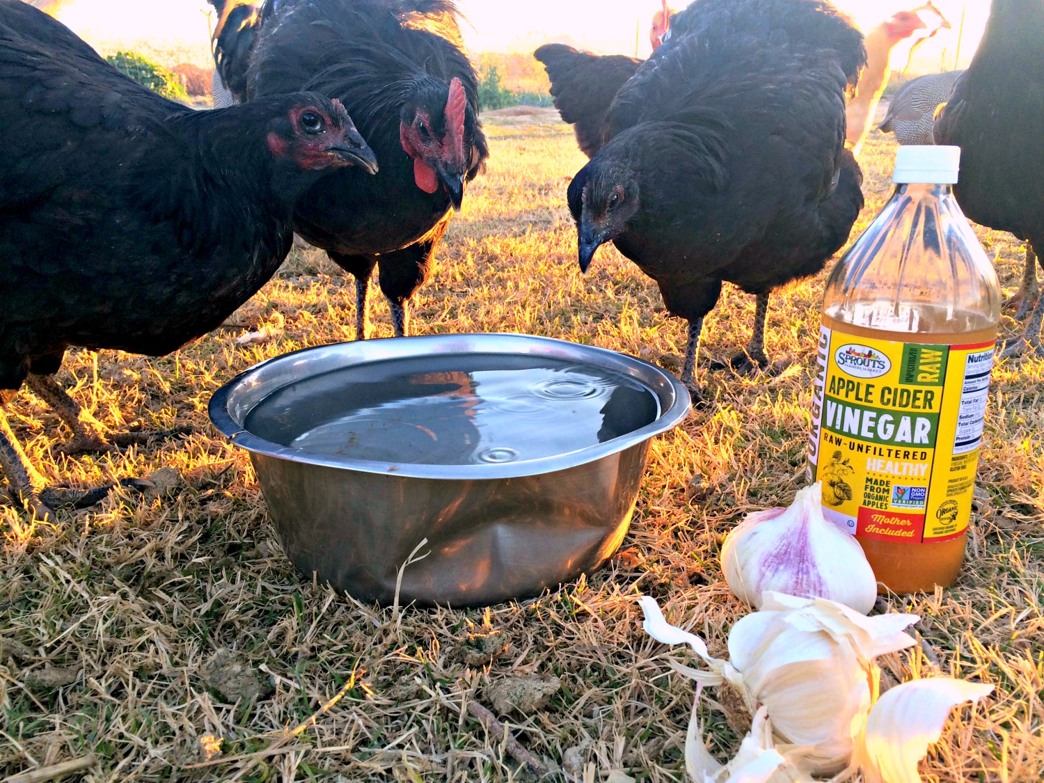 Improve your backyard chicken health, by feeding your hens garlic & apple cider vinegar. It’s great for their health. And I’ll show you how easy it is to start feeding it to your hens today.