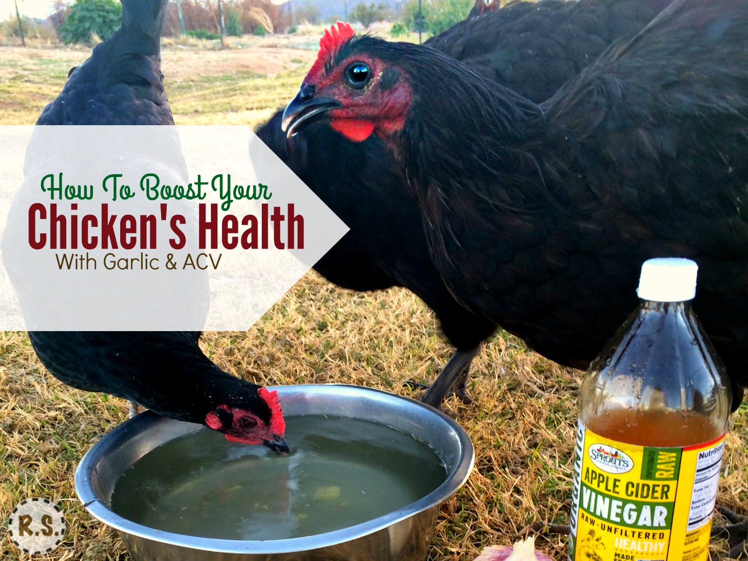 Improve your backyard chicken health, by feeding your hens garlic & apple cider vinegar. It’s great for their health. And I’ll show you how easy it is to start feeding it to your hens today.