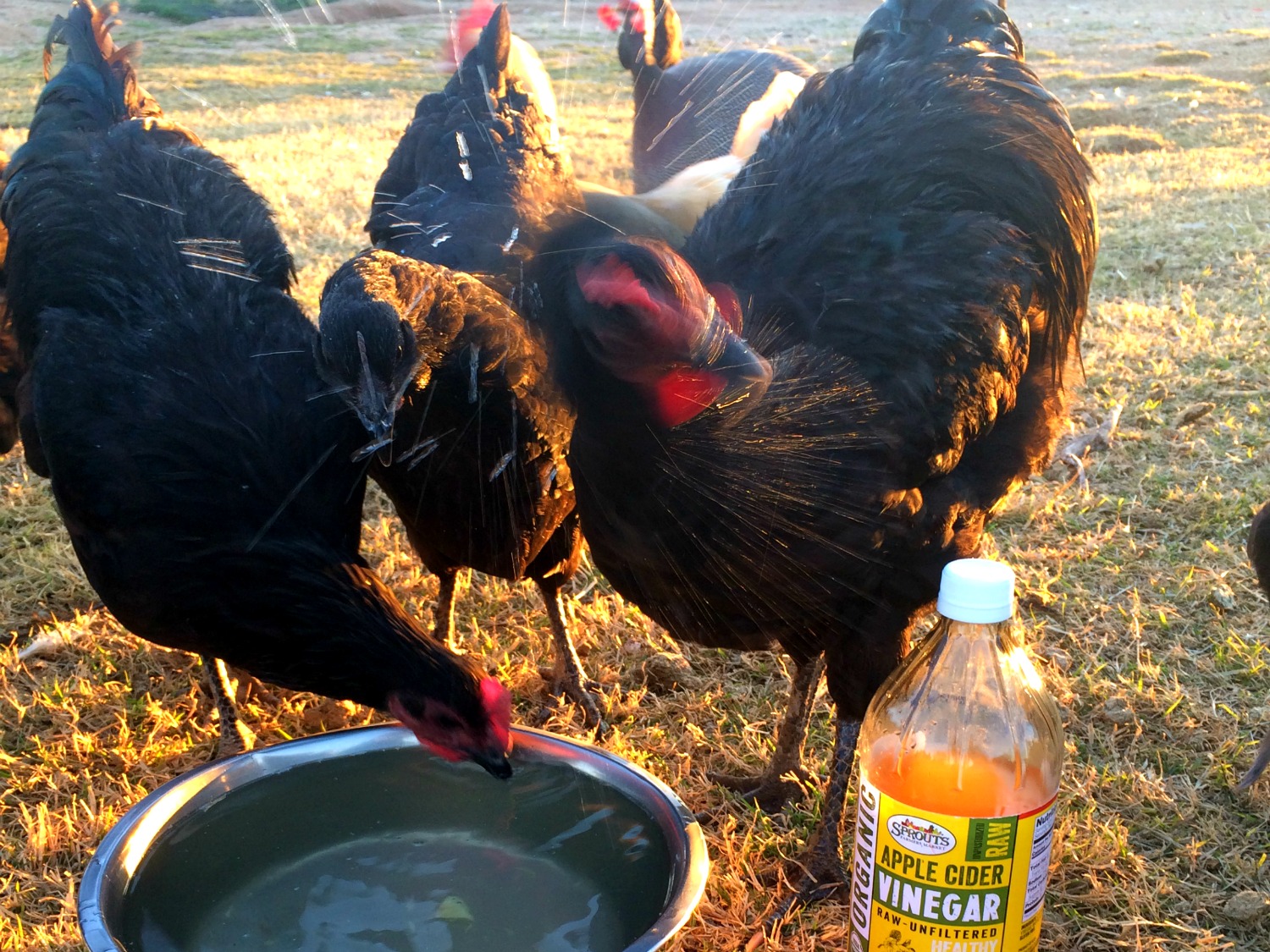 Improve your backyard chicken health, by feeding your hens garlic & apple cider vinegar. It’s great for their health. And I’ll show you how easy it is to start feeding it to your hens today.