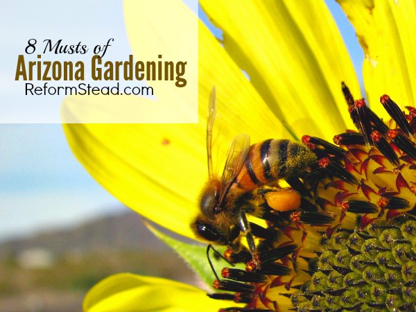 How do you garden in the scorching hot desert? What is the best way to water a desert garden? Arizona gardening may have its challenges... But you can get them right now and have a stunning garden!