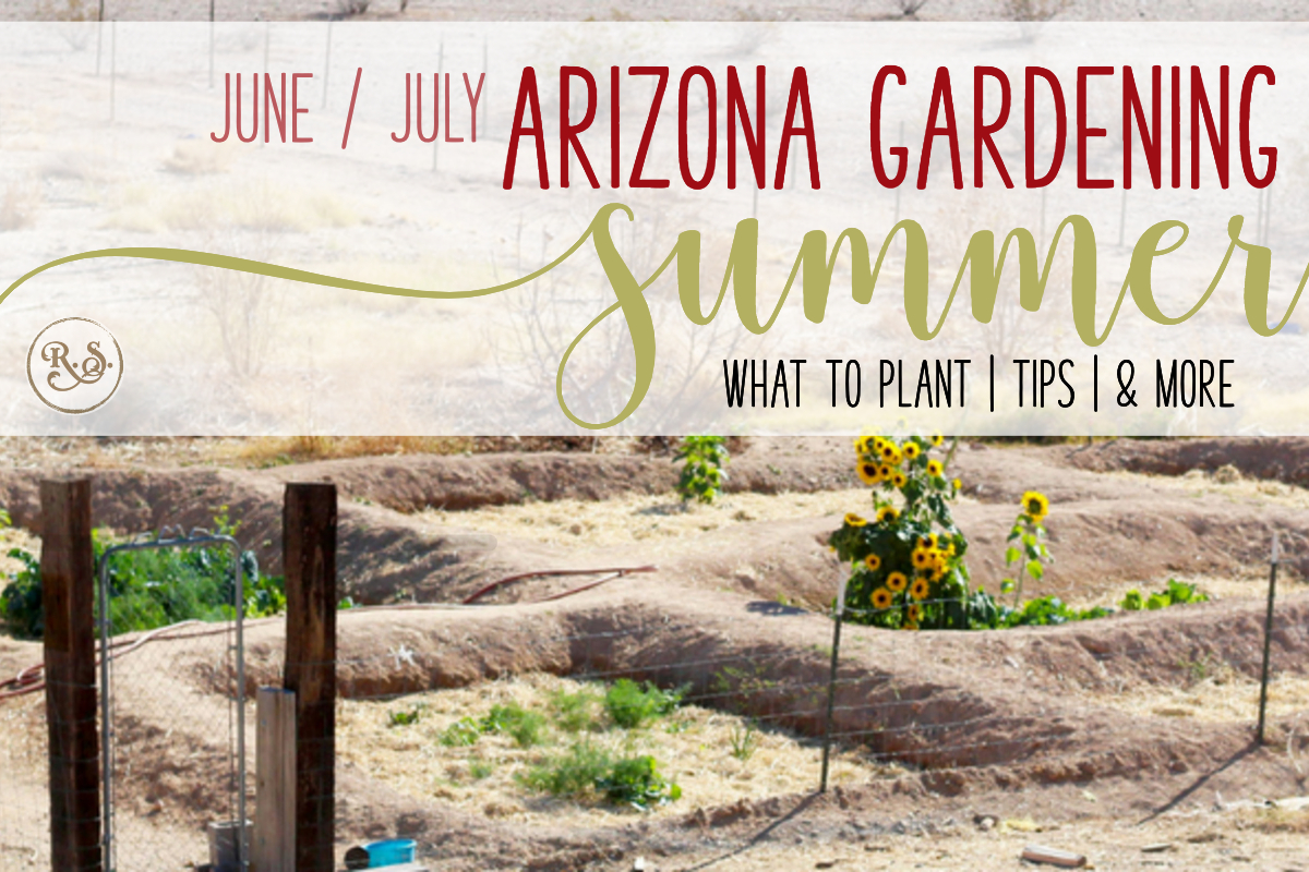 Desert gardening in the summers is a challenge. Arizona's desert is not inviting of lush green veggies. Here's what to do and plant in June and July all of you zone 9, low-desert gardeners.