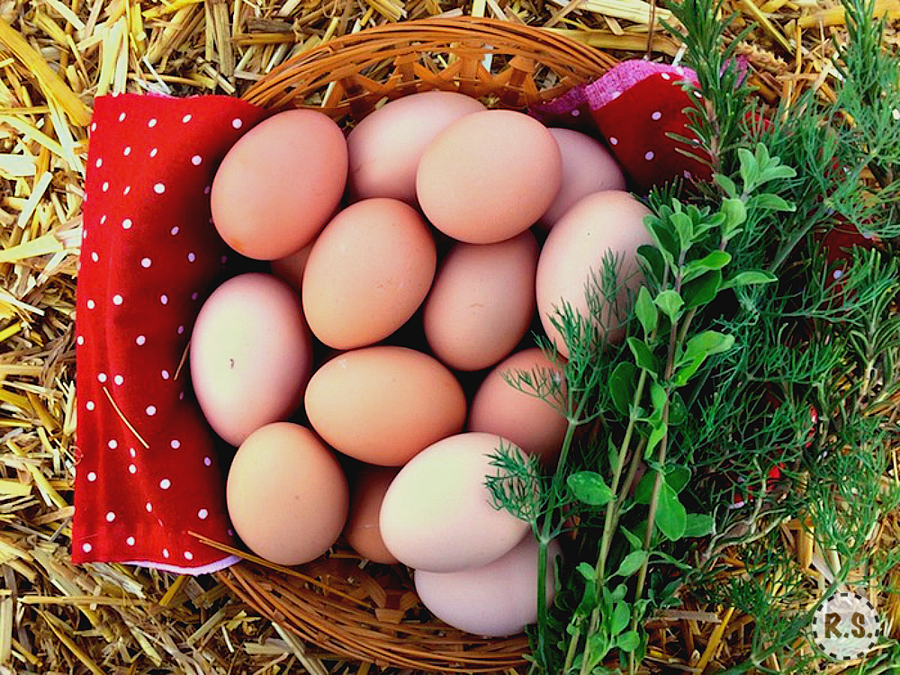 What are the best egg laying chickens? Which breeds should you consider when choosing your flock? Learn which chickens are going to lay the most and get your flock started on the right foot!