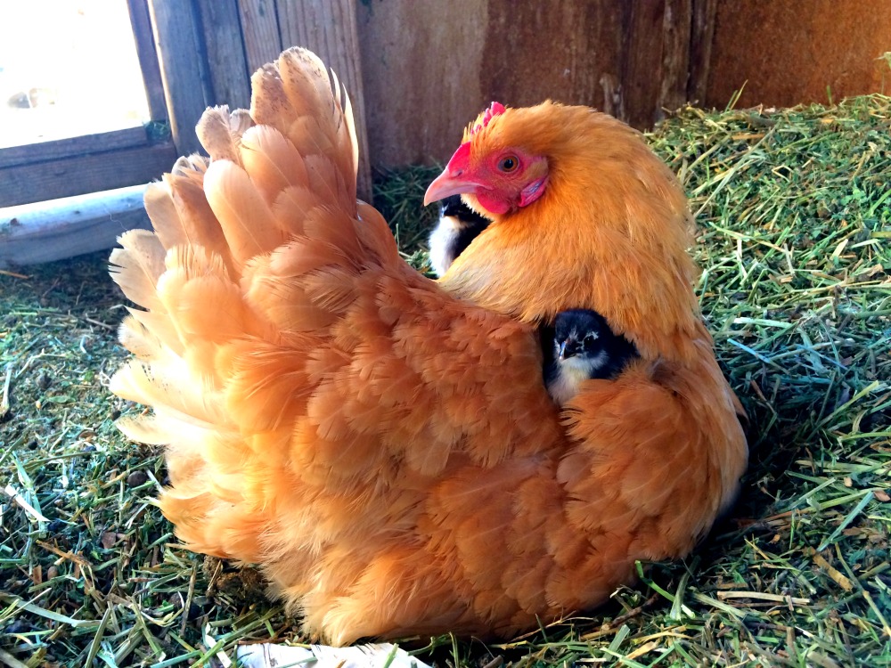 Here are 12 of the best meat chicken breeds for raising on your homestead. A great list for beginners who are looking to raise broilers. Both cross-bred & heritage breeds are compared here.