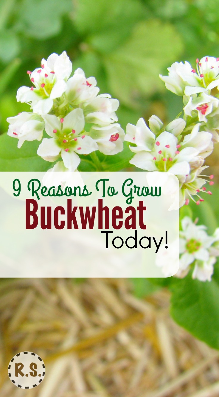 There are so many reasons to start growing buckwheat. Here are 9 reasons to start growing your own buckwheat today!