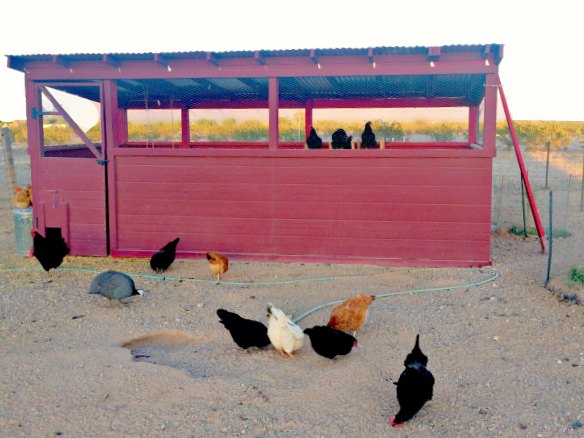 What chicken coop design are you going to use for your coop? You need to know what is needed in the coop...then with a few guidelines you can get started.