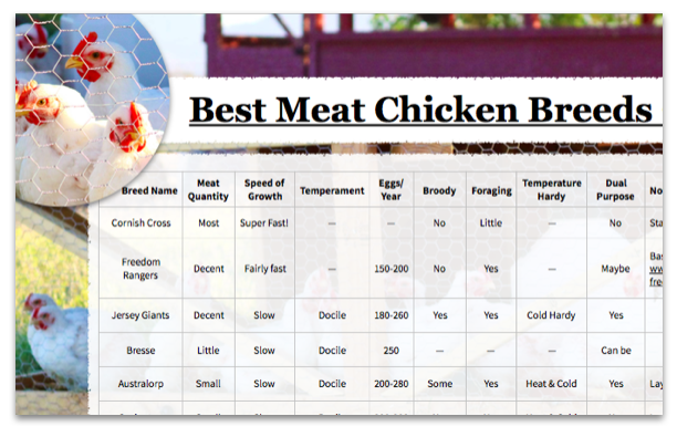 Get your best meat chickens chart! 12 meat chicken breeds which are great for raising on your homestead. Heritage and cross-bred broilers are compared. An instant download you can print out now.