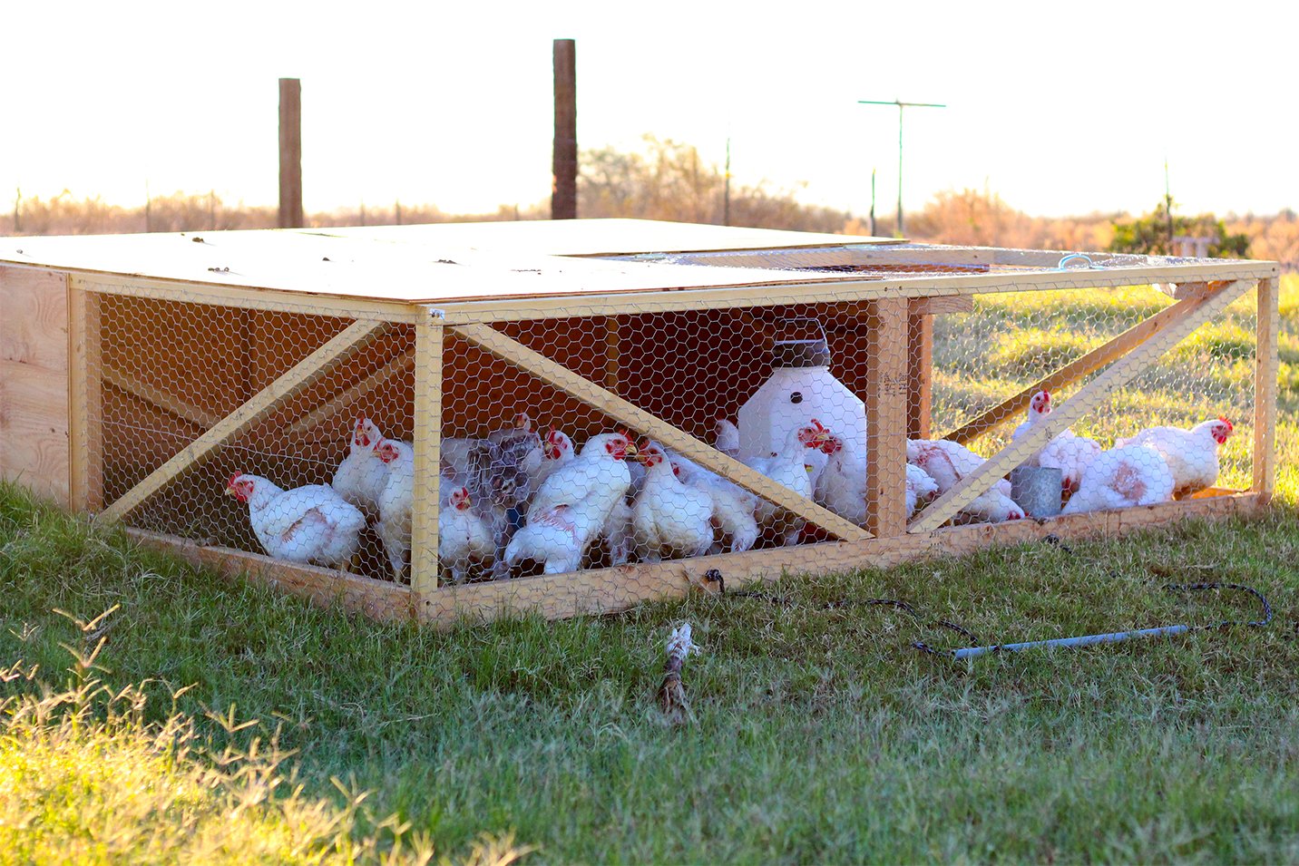 Chicken tractor designs for your meat chickens. Free Dimensions (DIY Plans) with wheels for your broilers moveable and portable coop. For free-range, pastured chickens on grass. Easy to make.