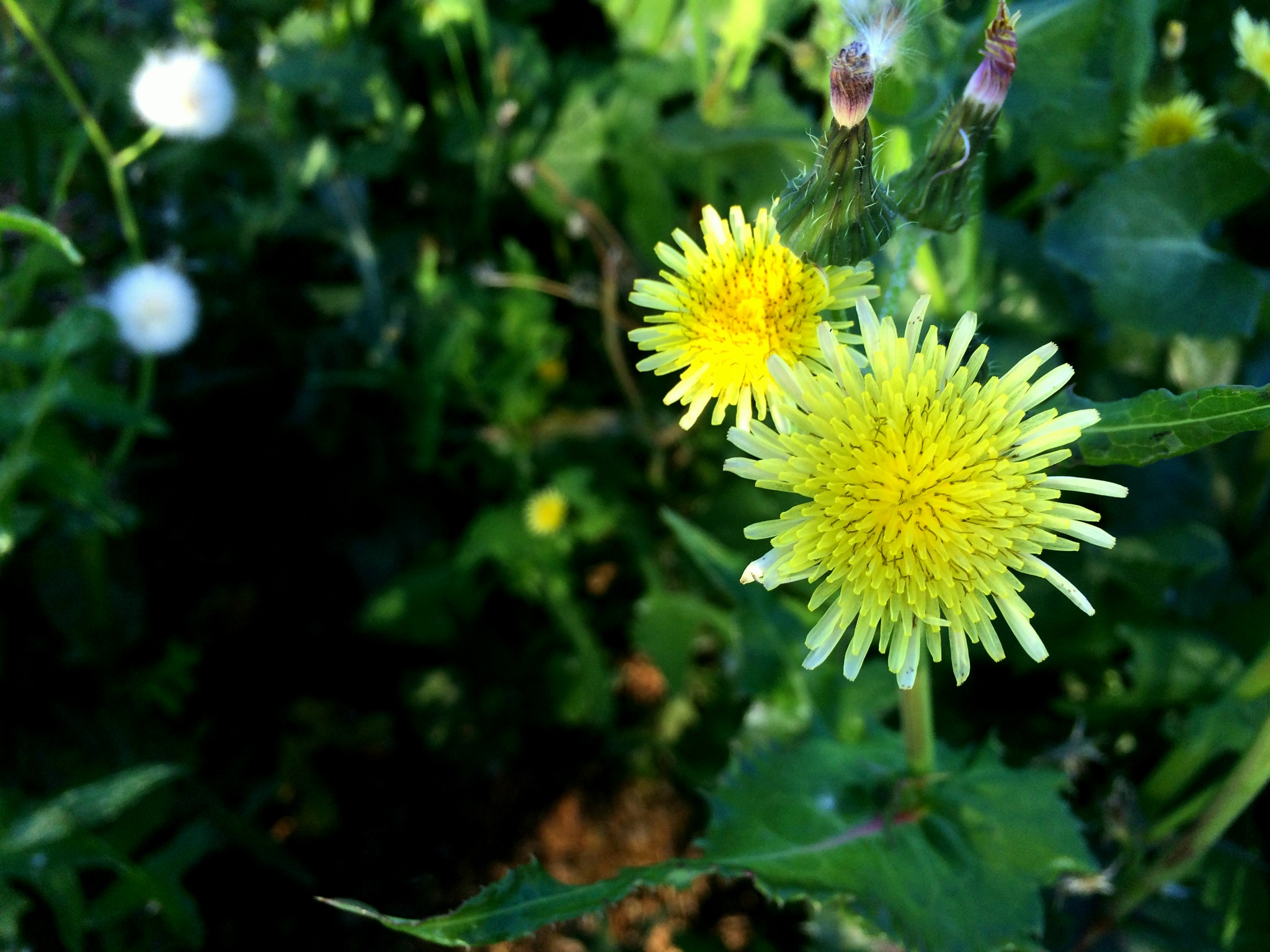 Grow your backyard chicken food in a DIY perennial permaculture garden. Free food & shade for the chickens in the edible landscaping right outside their coop. Growing chicken food will save you money.