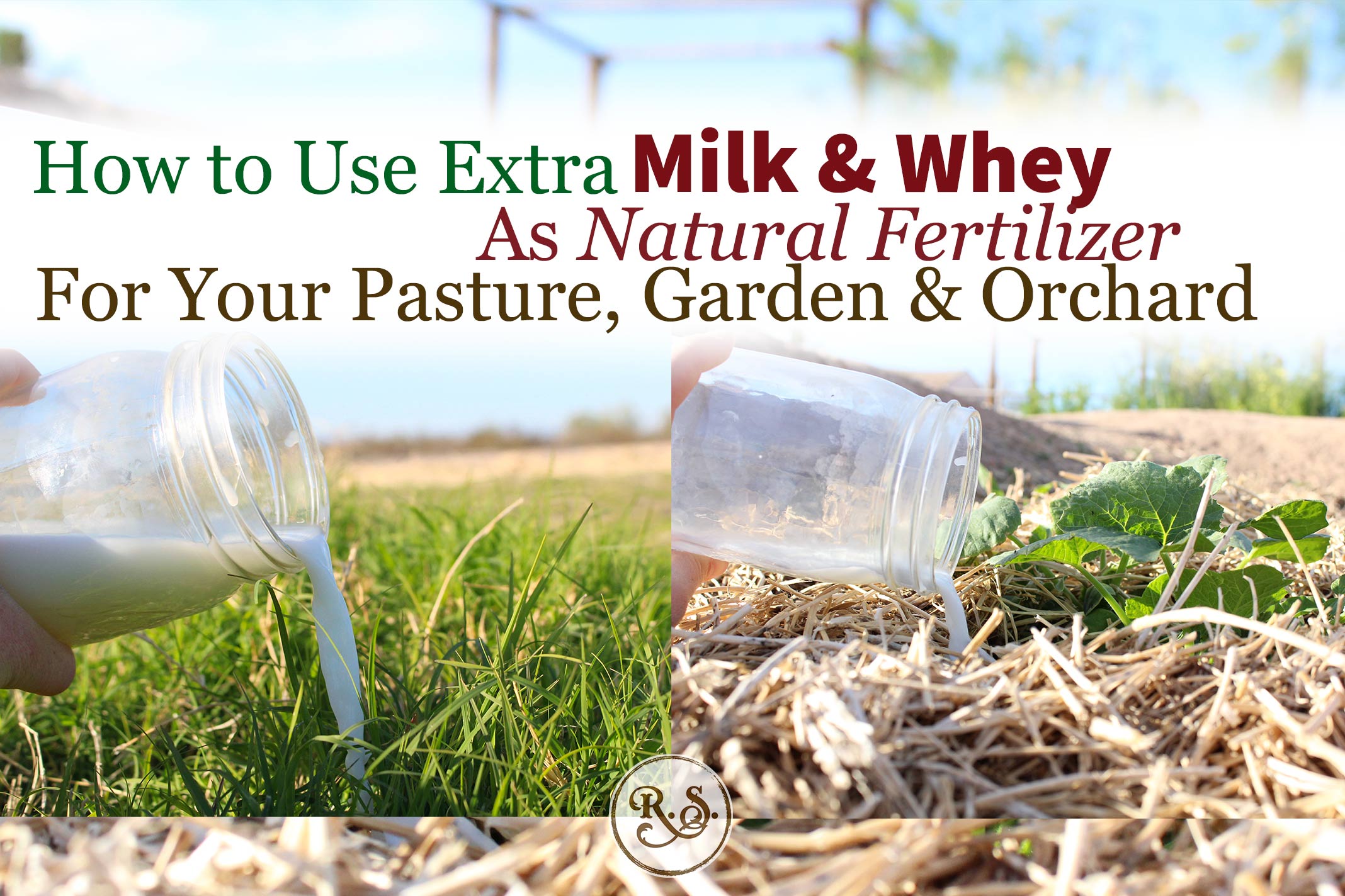 Extra milk or whey is an amazing fertilizer to build Organic fertility! In your orchard, pasture and garden it is a completely natural, holistic and Organic option.