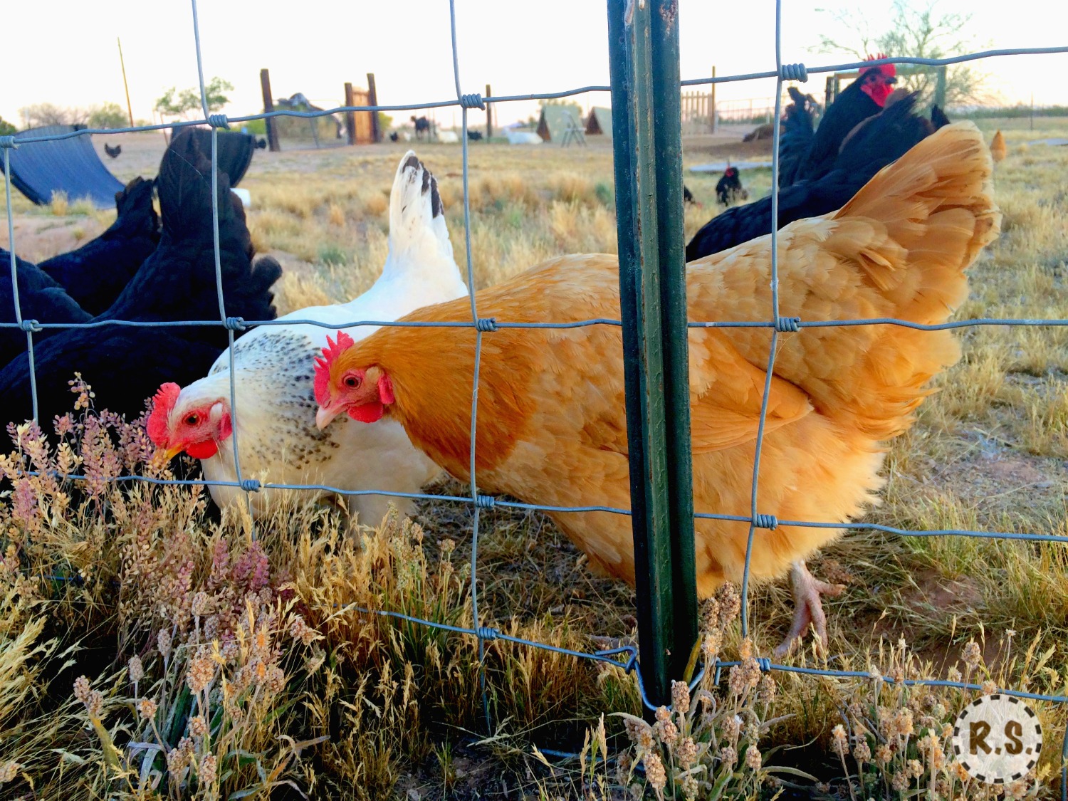 Here are 12 of the best meat chicken breeds for raising on your homestead. A great list for beginners who are looking to raise broilers. Both cross-bred & heritage breeds are compared here.