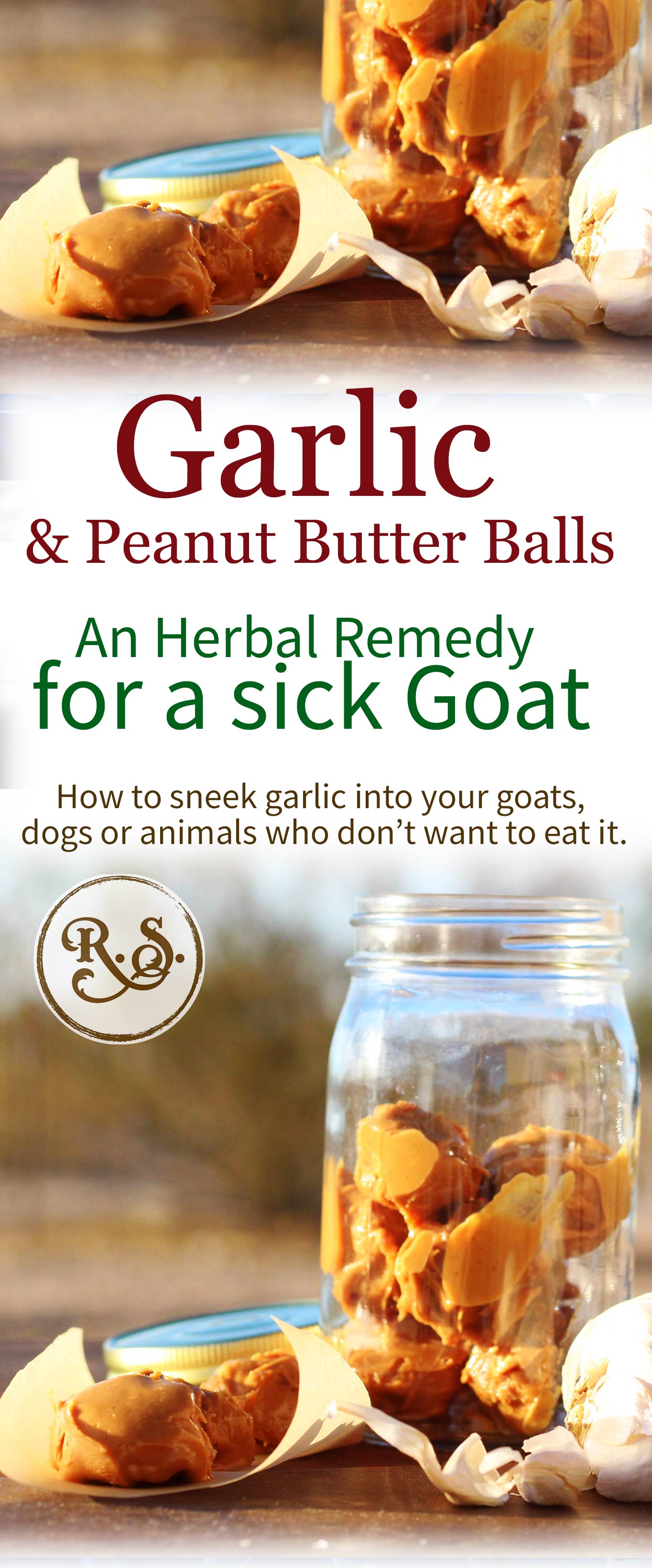 Garlic remedies are the best for a sick goat, dog, chicken, or yourself. Here's a recipe for garlic peanut butter balls for animals who don't like garlic.